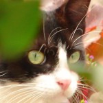 Gato