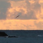 gaviota