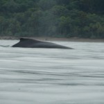 ballena