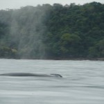 ballena
