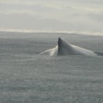 ballena