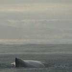 ballena