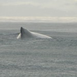 ballena