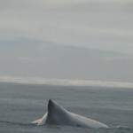 ballena