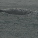 ballena