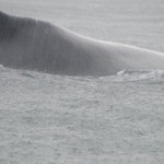 ballena