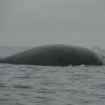 ballena