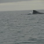 ballena