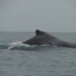 ballena