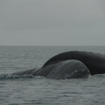 ballena