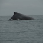 ballena
