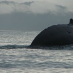 ballena