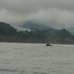 ballena