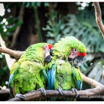 Gacamayas zoologico Medellin