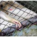 Zoologico Medellin