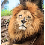 Leon zoologico Medellin