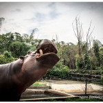 Hipopotamo zoologico Medellin