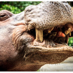 Hipopotamo zoologico Medellin