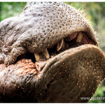 Hipopotamo Zoologico Medellin