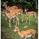 Venados Zoologico Medellin