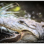 Cocodrilo zoologico Medellin