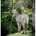 Cebra Zoologico Medellin
