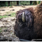 Bufalo Zoologico Medellin
