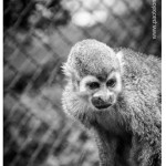 Mono Frayle Zoologico Medellin