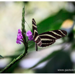 Mariposa zoologico Medellin