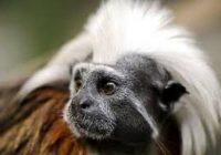 Muere Mono tití, víctima del tráfico ilegal de fauna silvestre en Antioquia