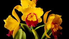 El Oriente Antioqueño se Viste de Flores El Oriente Antioqueño se Viste de Flores