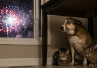 NO A LA PÓLVORA: Celebremos con amor, no con estruendo