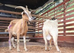 Medellín no perdona el maltrato: el contundente rescate en Altavista que marca un precedente