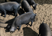 Revolución regenerativa en Santa Rosa de Osos: El modelo Mu Drua que sana la tierra desde el origen
