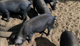 Revolución regenerativa en Santa Rosa de Osos: El modelo Mu Drua que sana la tierra desde el origen