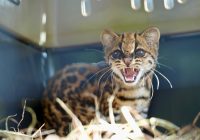 ¡Libertad recuperada! Una ocelote vuelve a la selva gracias al trabajo de Corantioquia