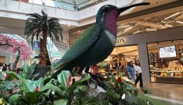Del trino de los colibríes a los sabores de mi tierra: La experiencia sensorial que me enamoró en El Tesoro