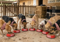 La cruzada nutricional de Ringo que moviliza al país por el bienestar de los perros sin hogar